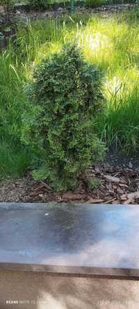 TUJA szmaragd  9 sztuk nadwyżka ogrodowa krzewy iglaste