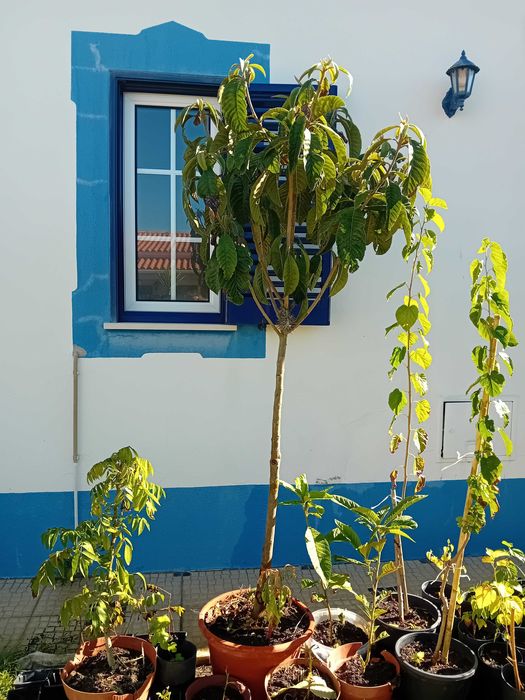 Nespereira com cerca de 1.70/1.80m