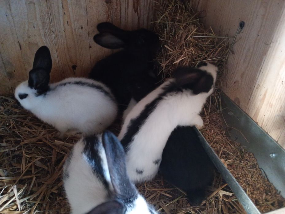 Sprzedam młode Srokacz