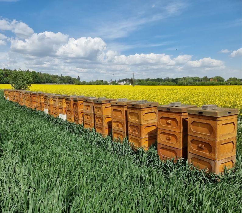 Miód z własnej pasieki Pasieka Wilga