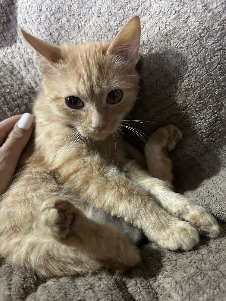 Котик в добрі руки