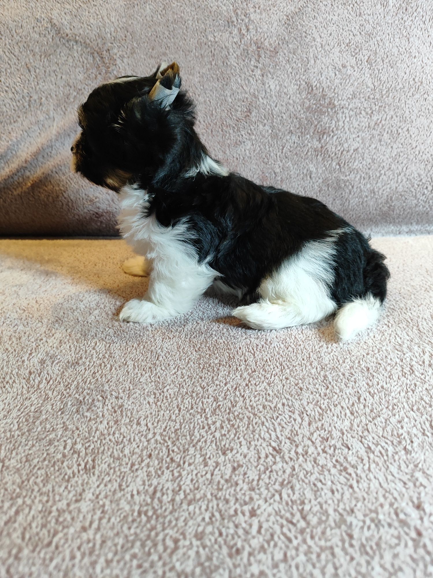 York Shire terrier BIEWER chłopak