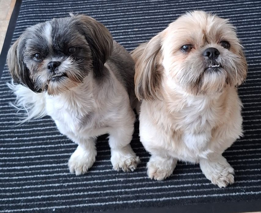 Dwa shih tzu do adopcji - tylko razem