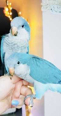 Птенец попугая-Монаха (Калита, Квакер) синего окраса