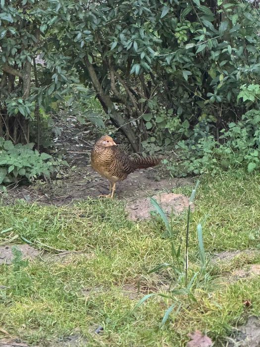 Bażant Bananowy samica