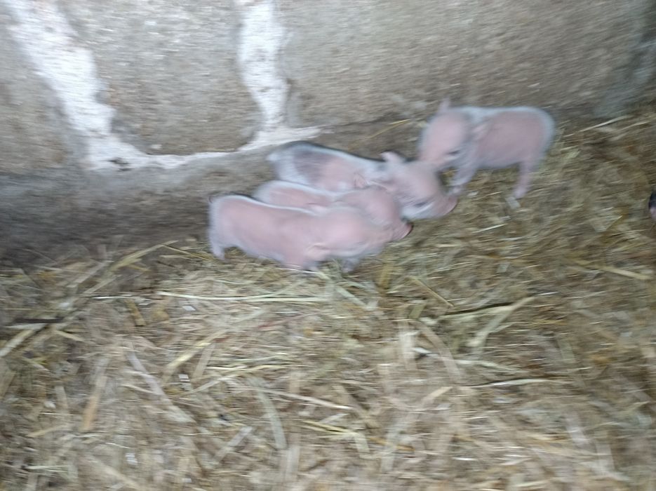 Mini Pigs dóceis – Excelentes animais de companhia