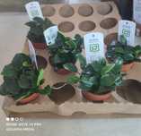 Planta de Aquário_ Anubias barteri 'Petite'