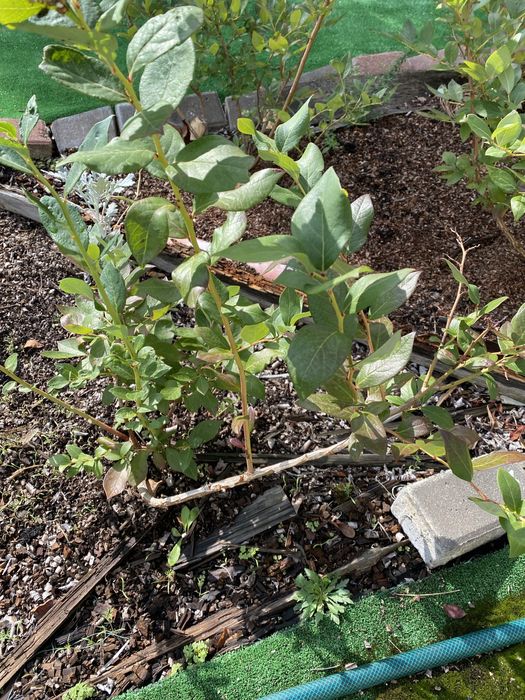 Актинідія аргута Женева Лохина Дюк саджанці