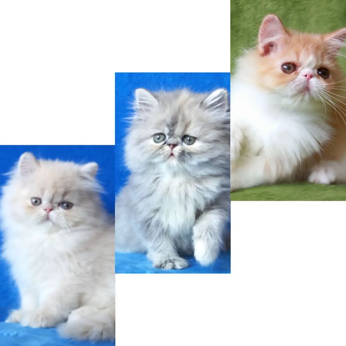 Персидские котята