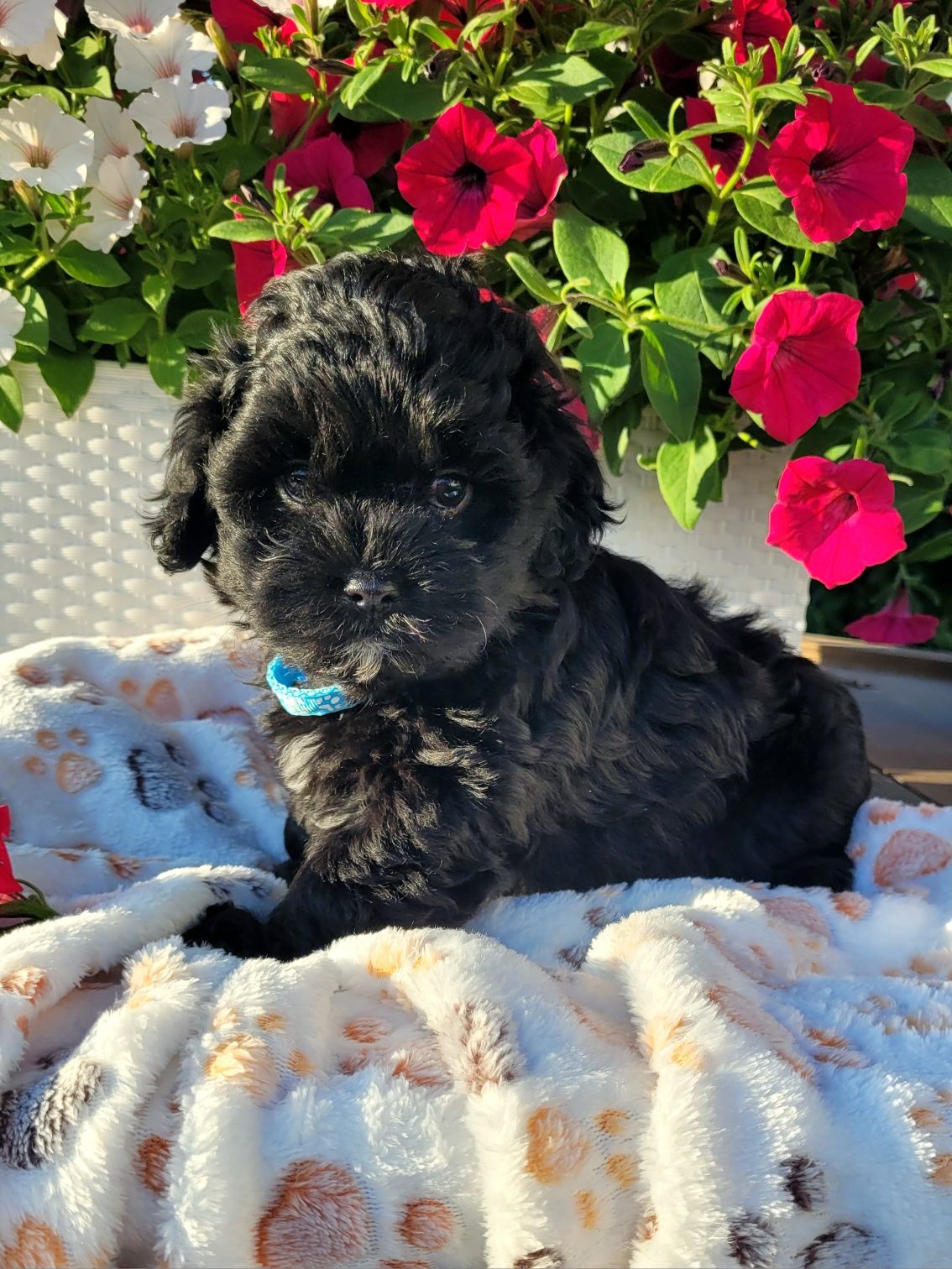 Shihpoo samiec hybryda gotowy do odbioru