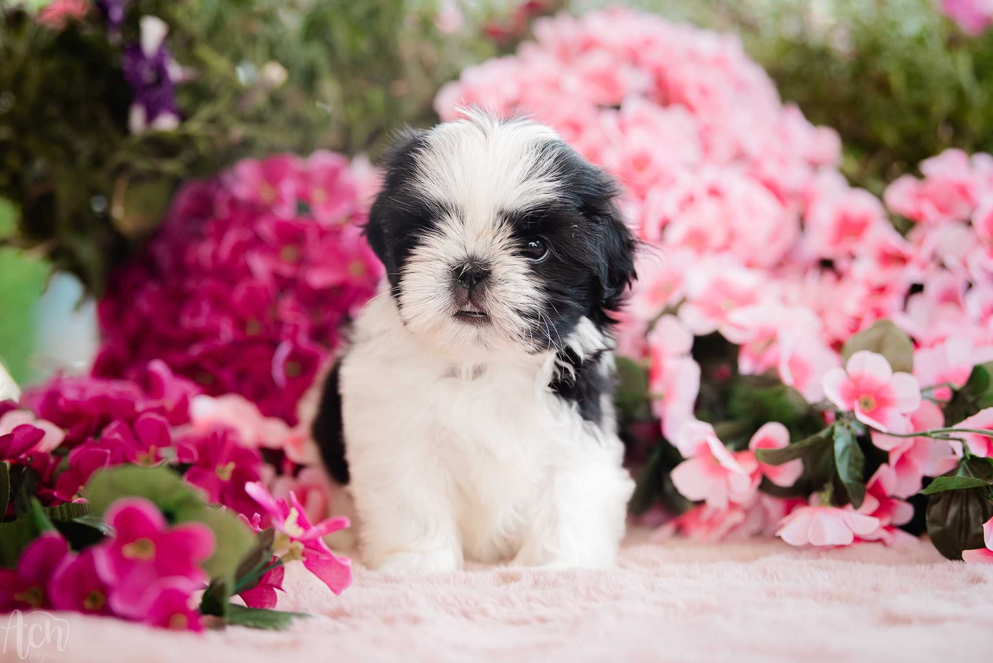 suczka shih tzu FCI ZKwP z ubezpieczeniem