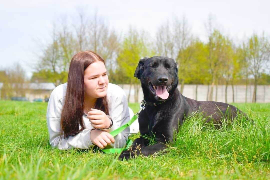 Pokochaj pięknego psa z klapniętymi uszami i długimi nogami!