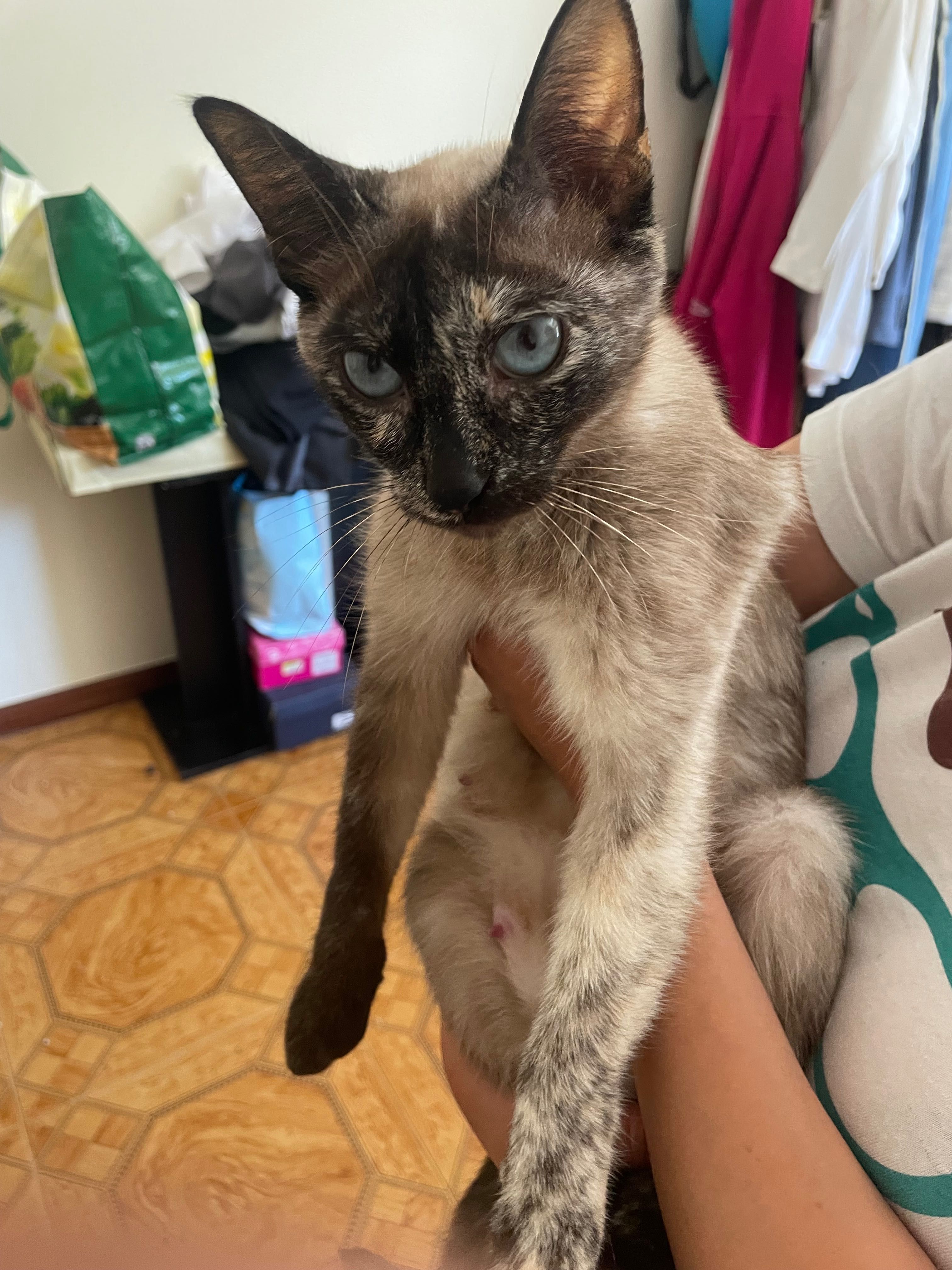 Gata 2 anos para adoção