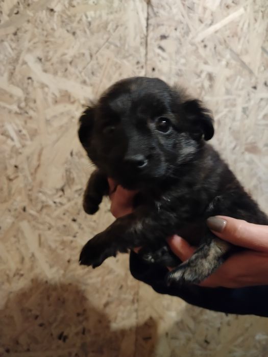 Piękne bąbelki do adopcji