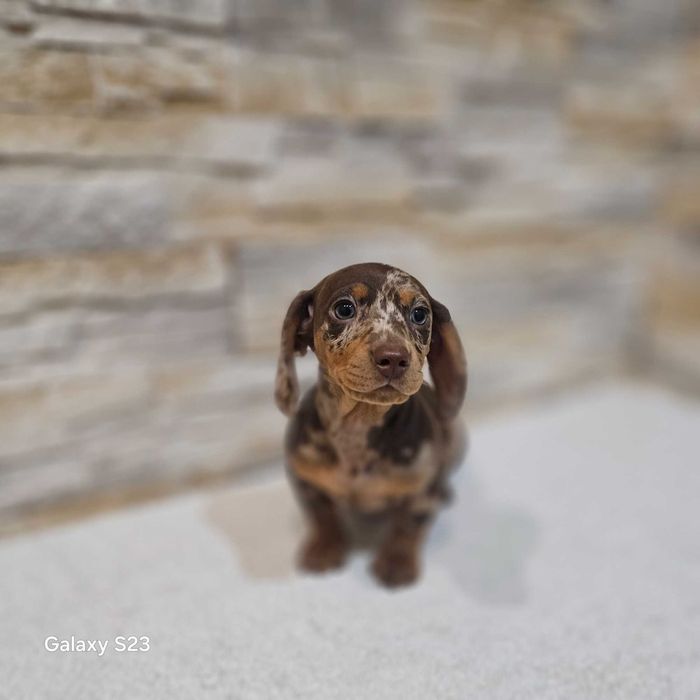 Jamnik miniaturowy krótkowłosy suczka choco merle