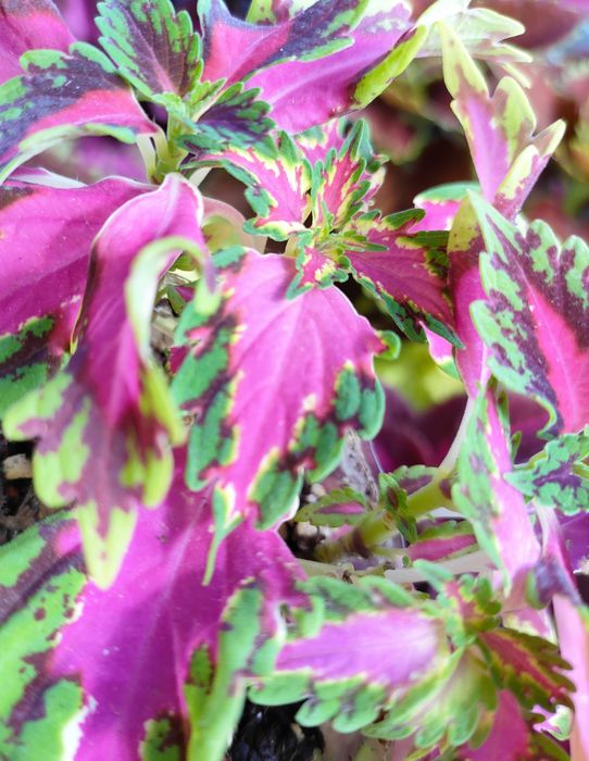Koleus Coleus Pokrzywka brazylijska