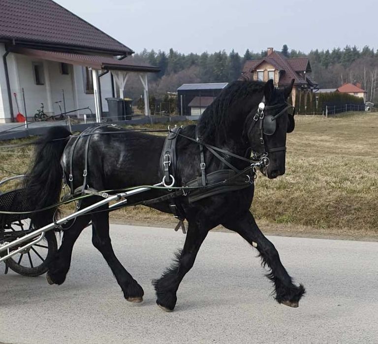 Koń fryzyjski 4 lata wzrost 167cm