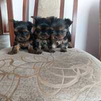 Yorkshire terrier gotowe do odbioru