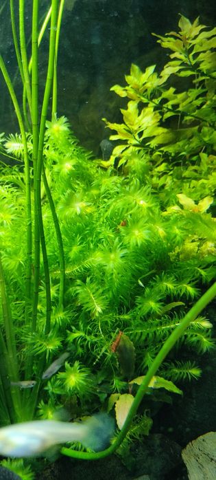 Roślinki akwariowe - Ludwiga - moczaka - hydroklea - gupik - glonojad