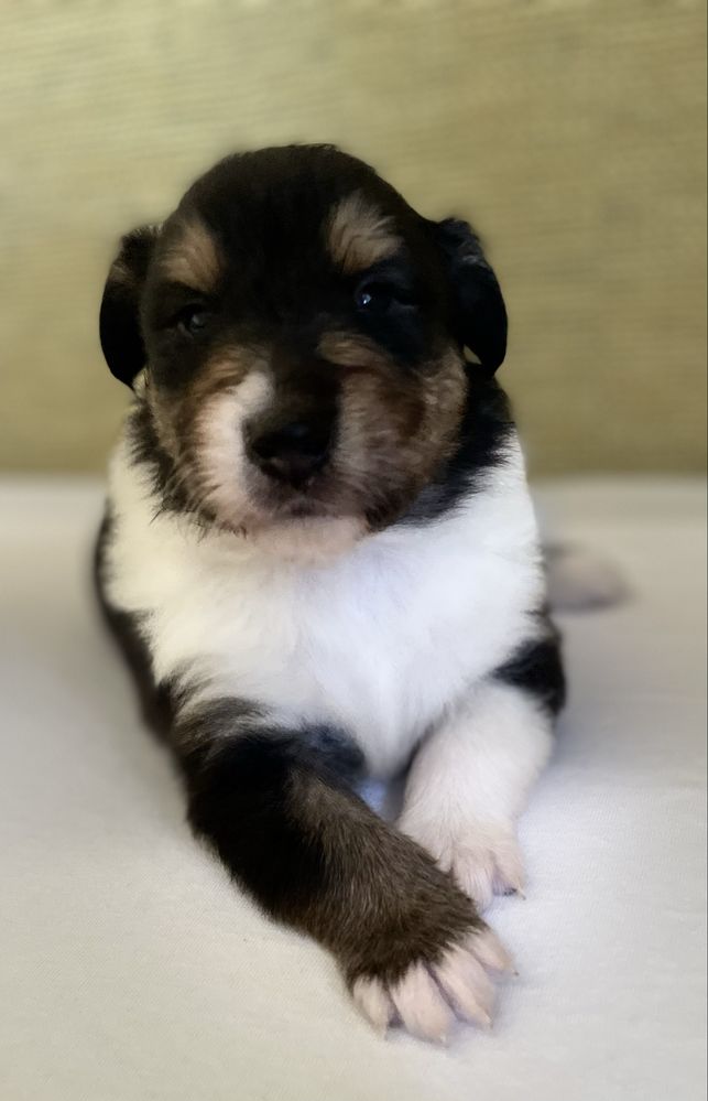 Szczeniak Owczarek Szkocki Długowłosy Collie