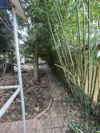 Бамбук со своего сада