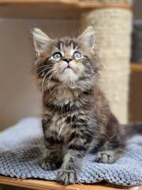 Kocurek Maine Coon