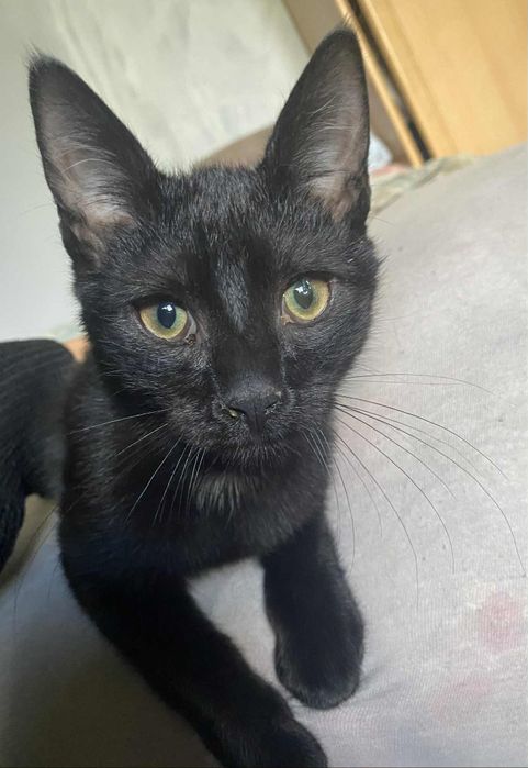 Oddam kotki w dobre ręce.