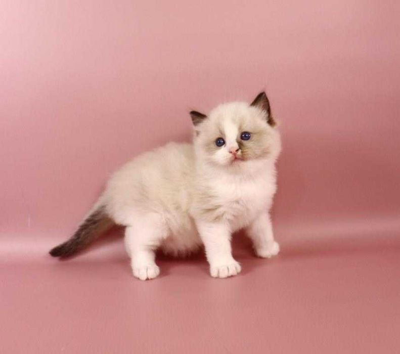 Котик з яскравими синіми очима-порода Ragdoll //регдолл