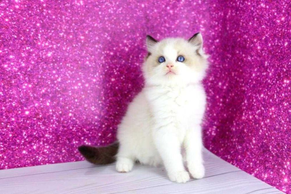 Мальчишка регдолл. Голубоглазый