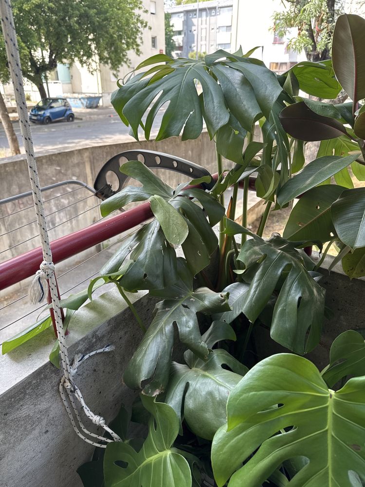 planta costela de adao