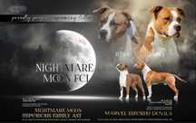 American Staffordshire Terrier. Amstaff szczenieta ZKWP FCI