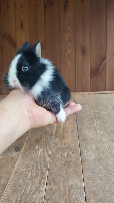 Królik króliki miniaturka miniaturki Teddy