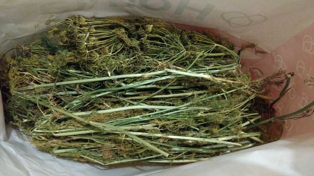 Koper suszony cała roślina kopru do kiszenia ogórków od rolnika 400g