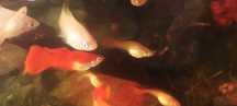 Guppys Full Red Gold Jovens – Entrego Senhora da Hora / Norte Shopping