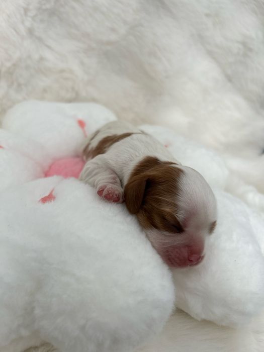 Cavalier King Charles Spaniel Sunia