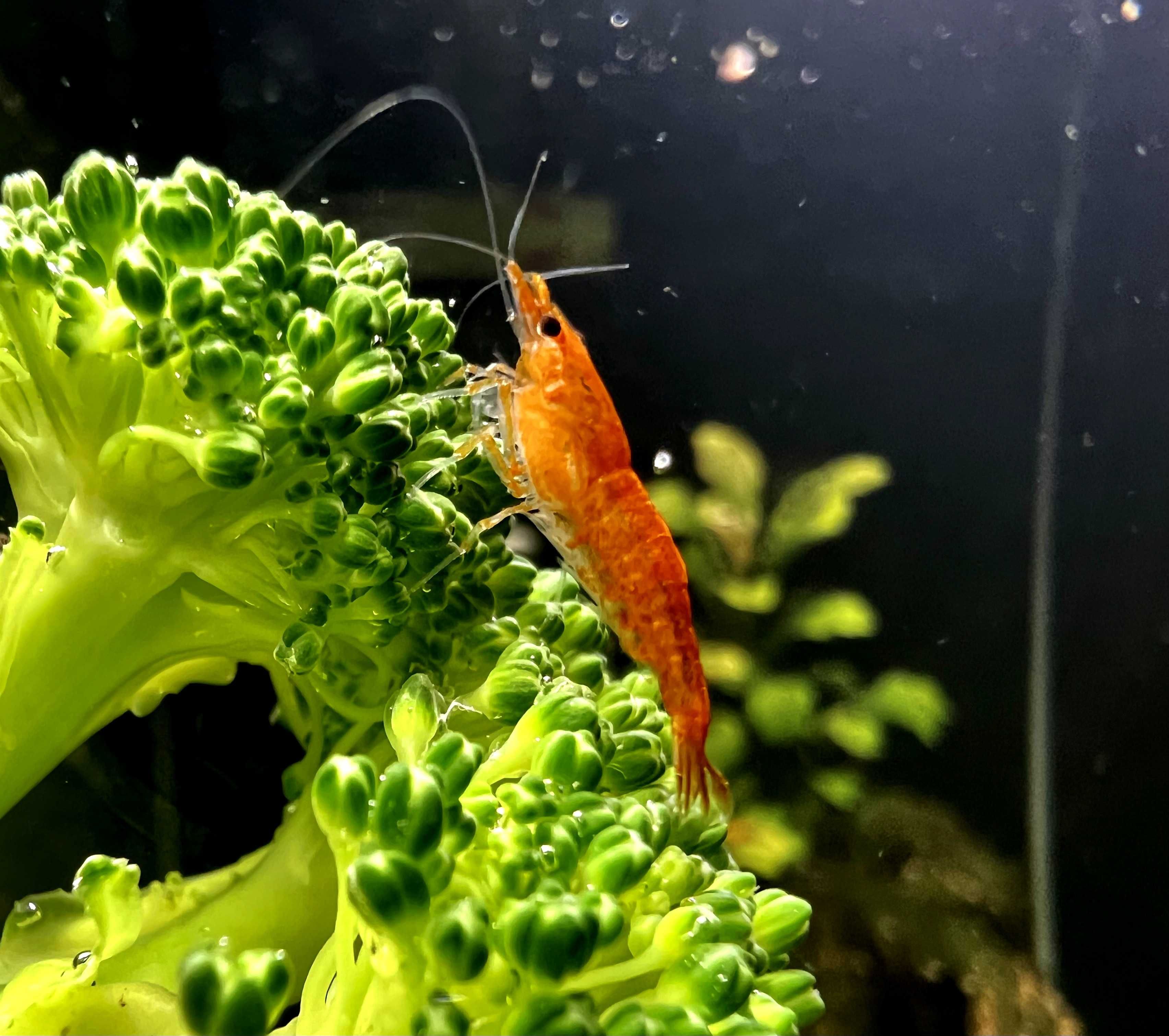 happyaquarium.pt - Neocaridina Orange