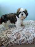 Shih Tzu Tricolor Suczka