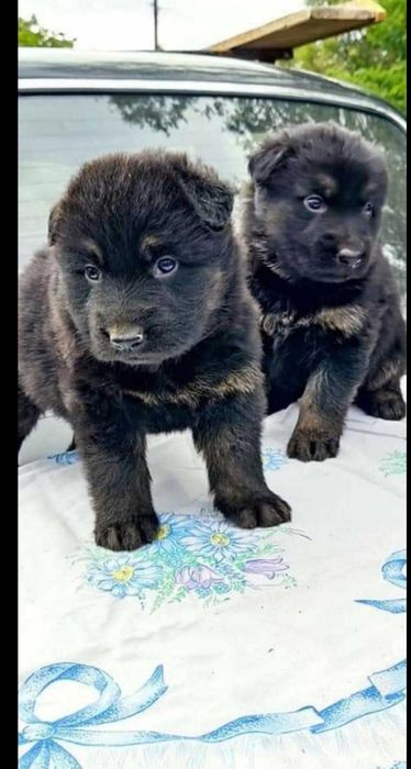Питомник продает щенков длинношерстной немецкой овчарки