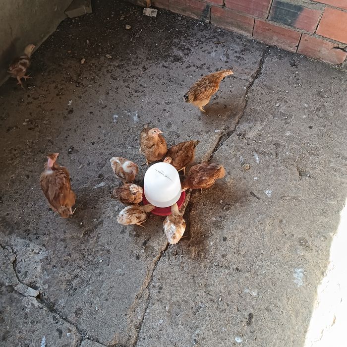 Frangos/as (4 meses)