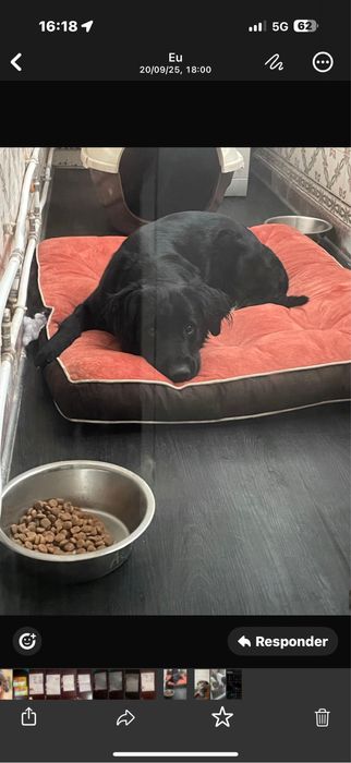 Cães para adocão