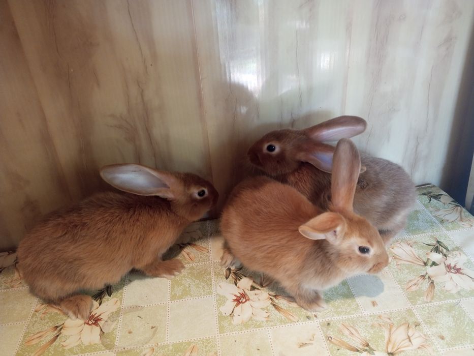 Продам малышей кроликов