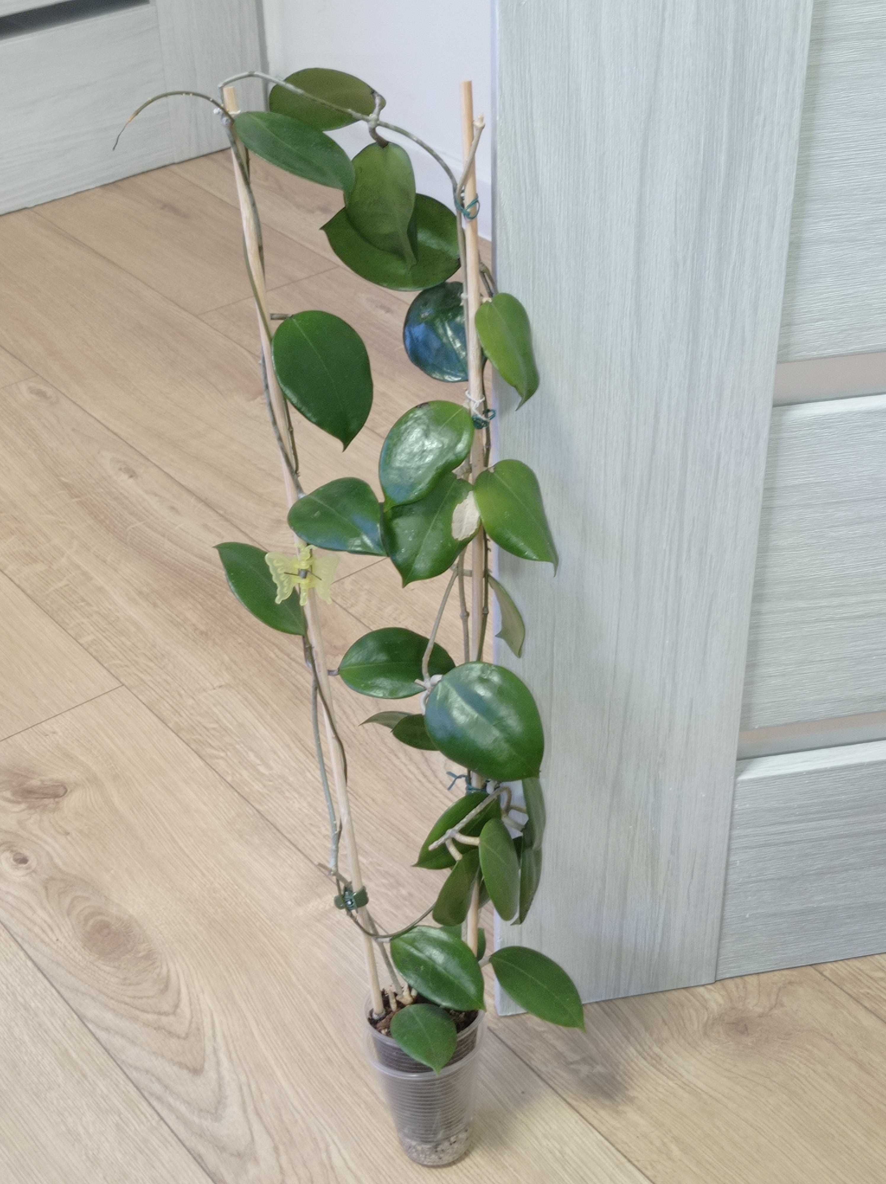 Hoya Hoja DOLICHOSPARTE pink cięta