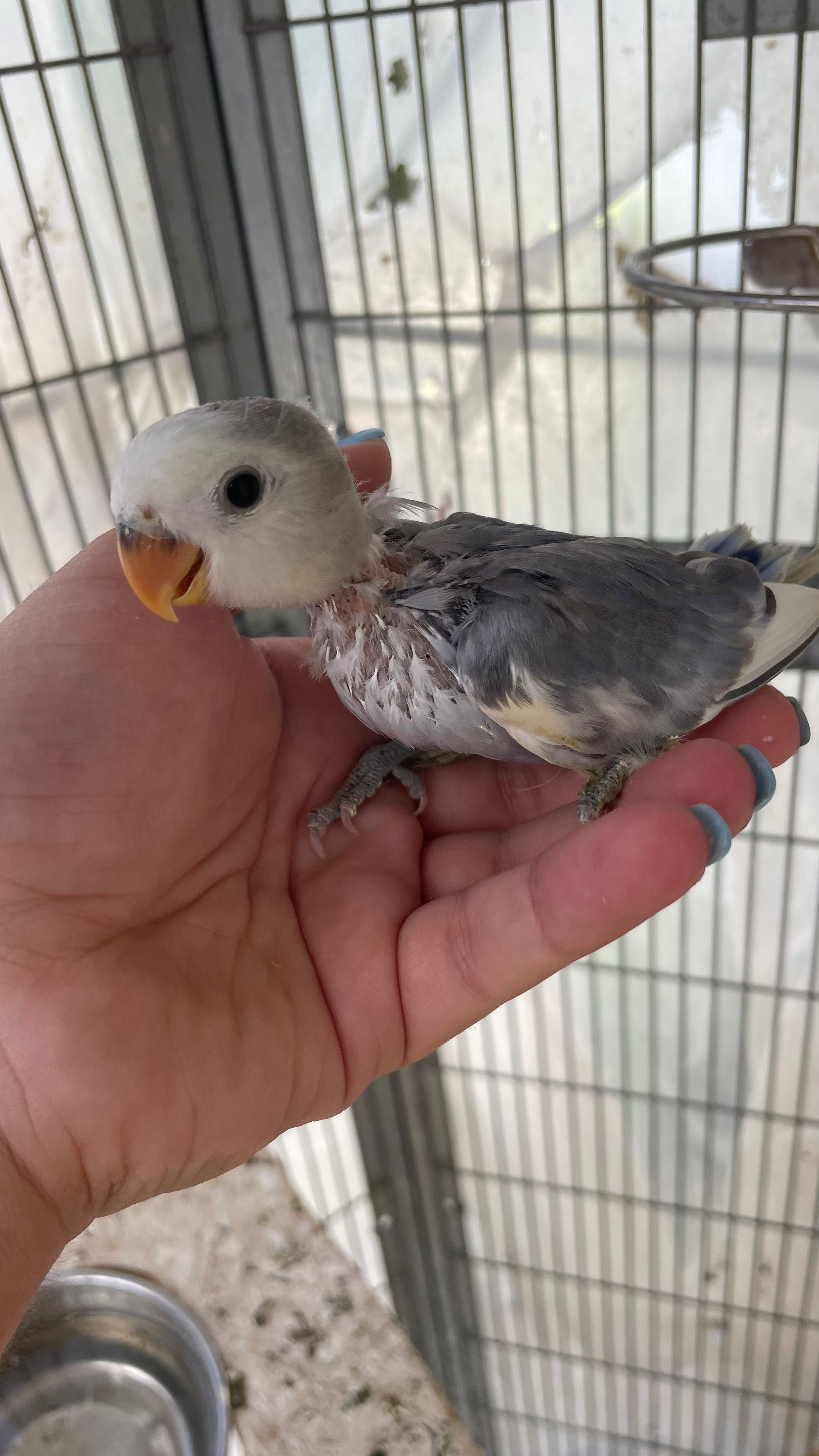 3 Agapornis roseicollis a serem criados a mão