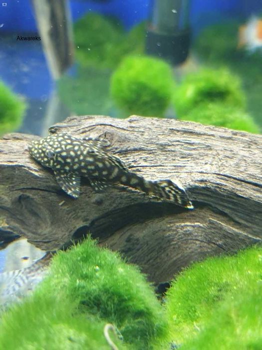 Glonojad pospolity mini - Ancitrus sp.