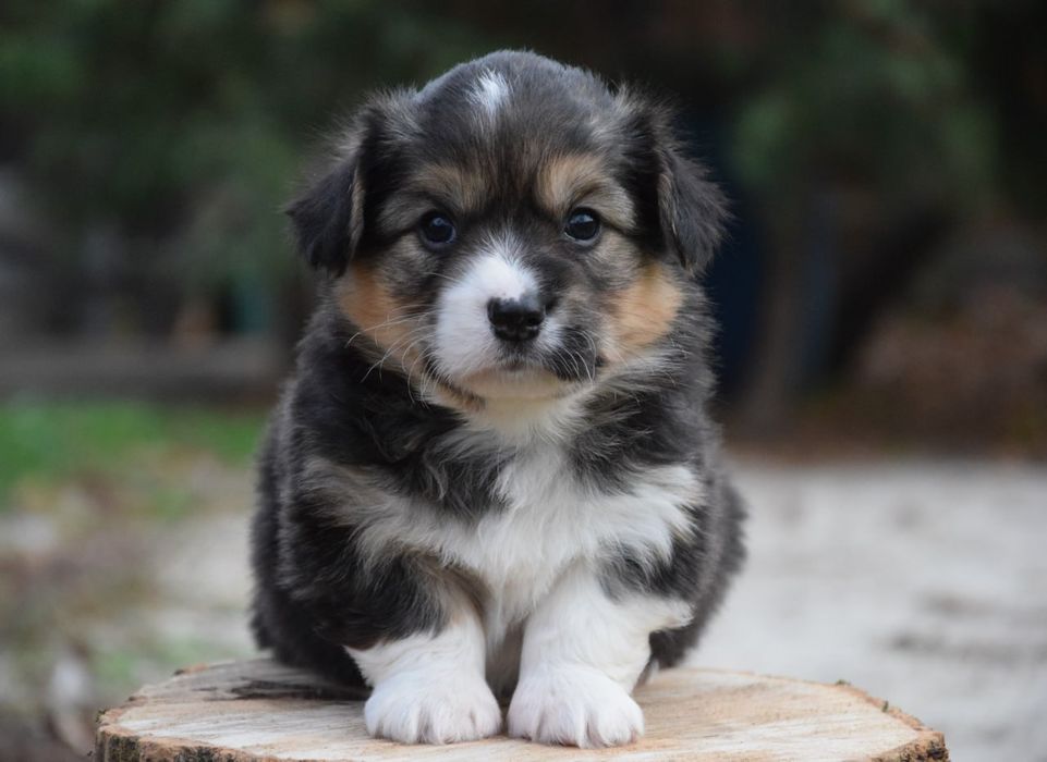 Вельш Коргі Пемброк