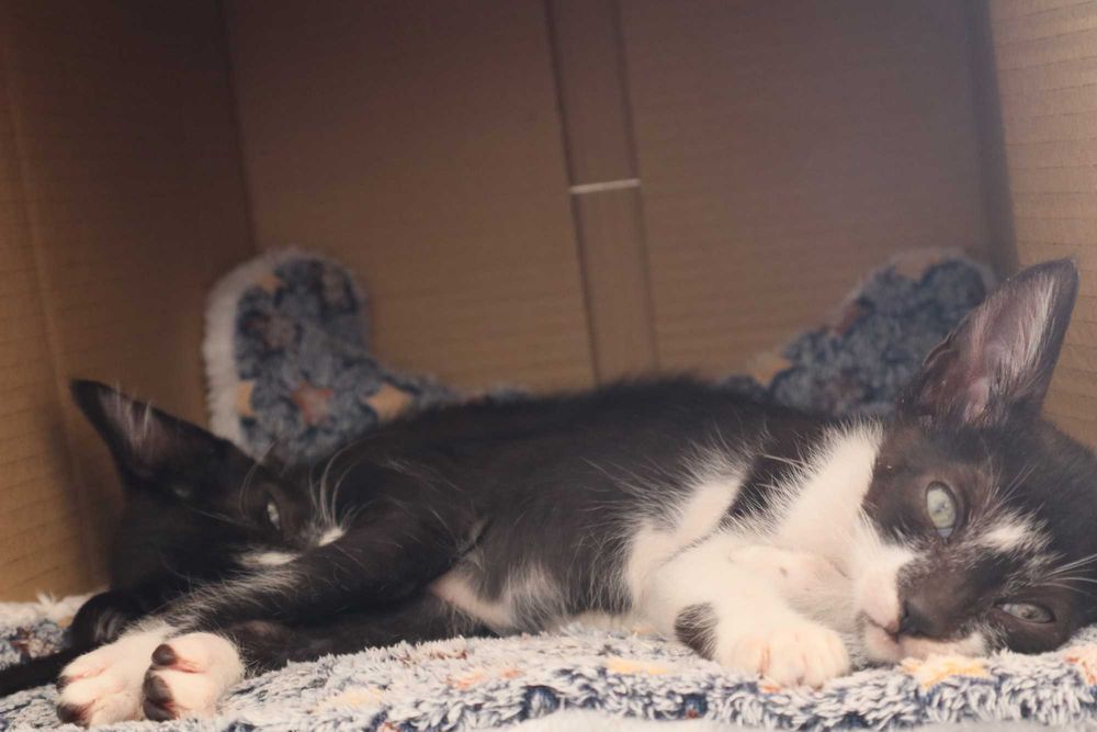 2 Gatinhos à procura de família- Tavira (Algarve)
