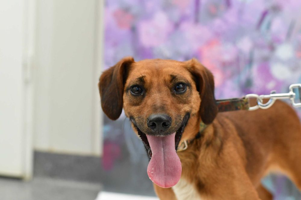 Nieśmiała Figa szuka kogoś do pokochania!