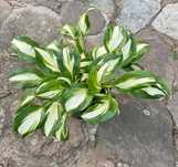 Funkia Hosta ogrodowa