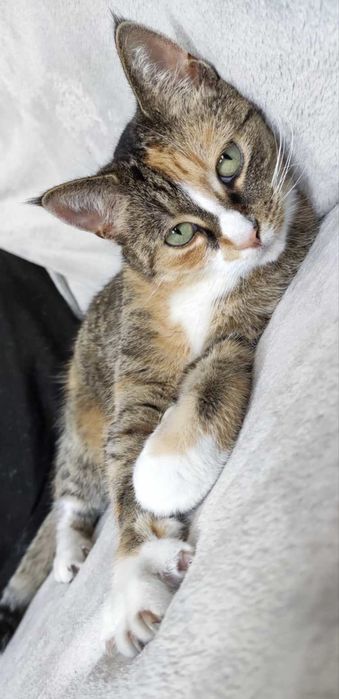 Zaginęła Kotka! Świecie Klasztorna