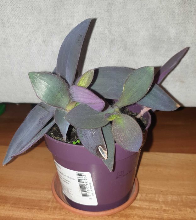 Setkrezja purpurowa, trzykrotka